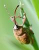Curculio sp.